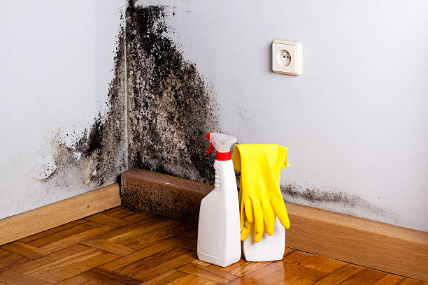 Best Post-Flood Mold Remediation in Nashville, IN